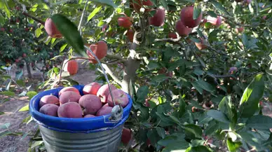 Isparta’da Don ve Kuraklık Gölgesinde Elma Hasadı! Rekoltede Ciddi Düşüş